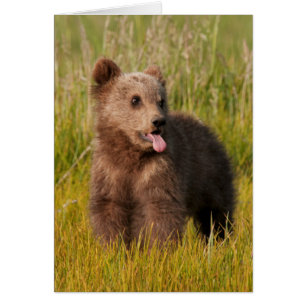 Oso divertido del bebé de las imágenes el de