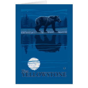 Oso en claro de luna - Yellowstone del oeste,