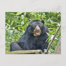Oso Espectáculo - Postal