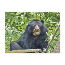 Oso Espectáculo - Postal