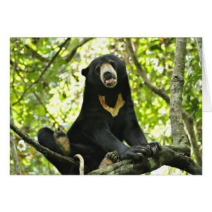 Oso feliz de Sun