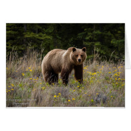 Oso grizzly - Alaska