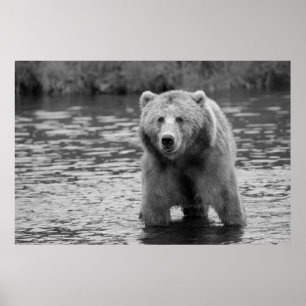 Oso Grizzly Blanco Negro Arte Moderno de Bosque