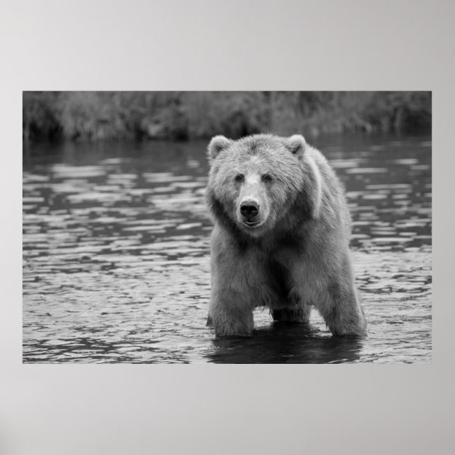 Oso Grizzly Blanco Negro Arte Moderno de Bosque (Frente)