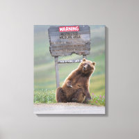 Oso Grizzly Juega Con Señal