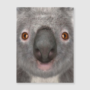Oso Koala
