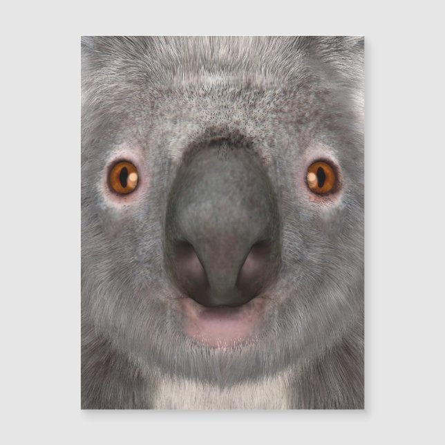 Oso Koala (Anverso)