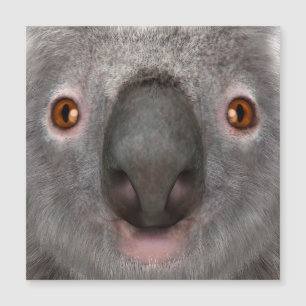 Oso Koala