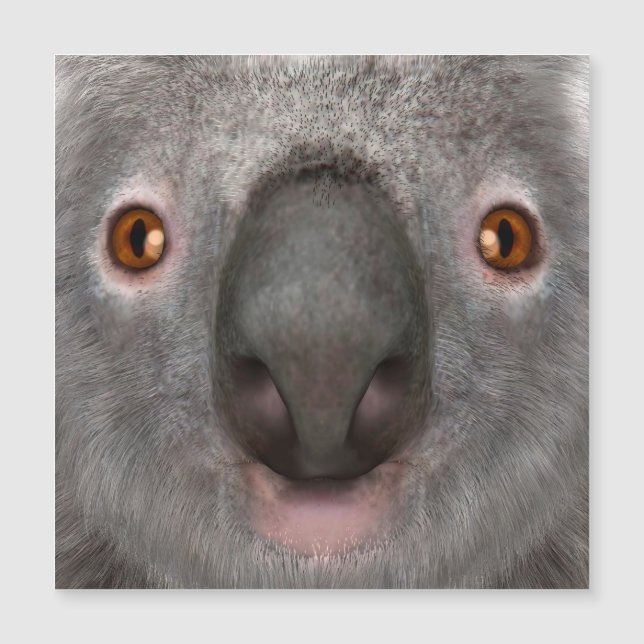 Oso Koala (Anverso)