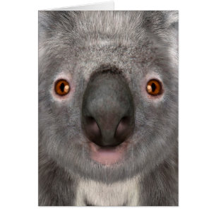 Oso Koala