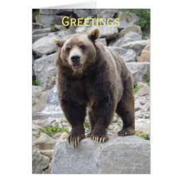 Oso Kodiak de pie en una roca