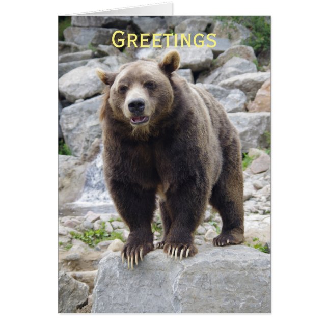 Oso Kodiak de pie en una roca (Frente)