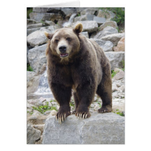 Oso Kodiak de pie sobre una roca