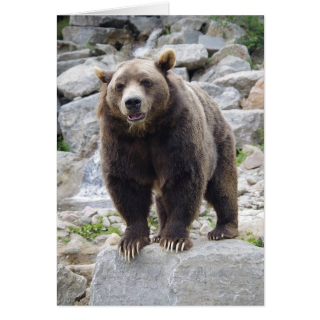 Oso Kodiak de pie sobre una roca (Frente)