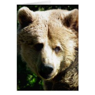 Oso marrón