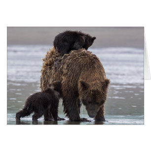 Oso marrón Parque nacional Lake Clark