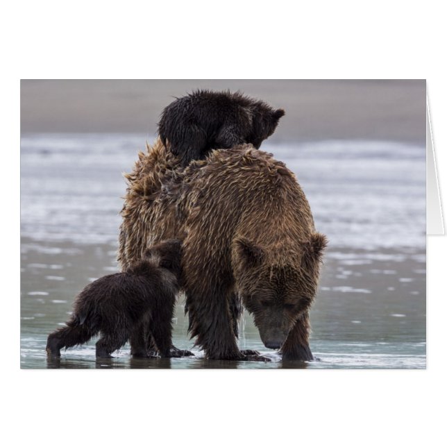 Oso marrón | Parque nacional Lake Clark (Anverso (Horizontal))