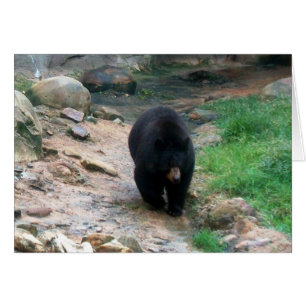 Oso negro americano