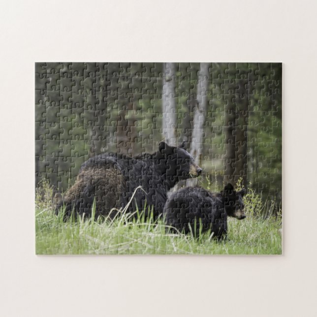 Oso negro de Yellowstone del rompecabezas (Horizontal)