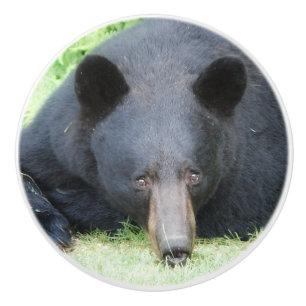 Oso Negro - Pomo de cerámica "Cubby"