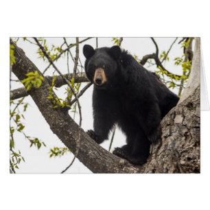 Oso negro trepador