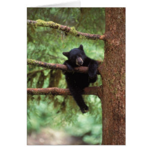 oso negro, Ursus americanus, cría en un árbol