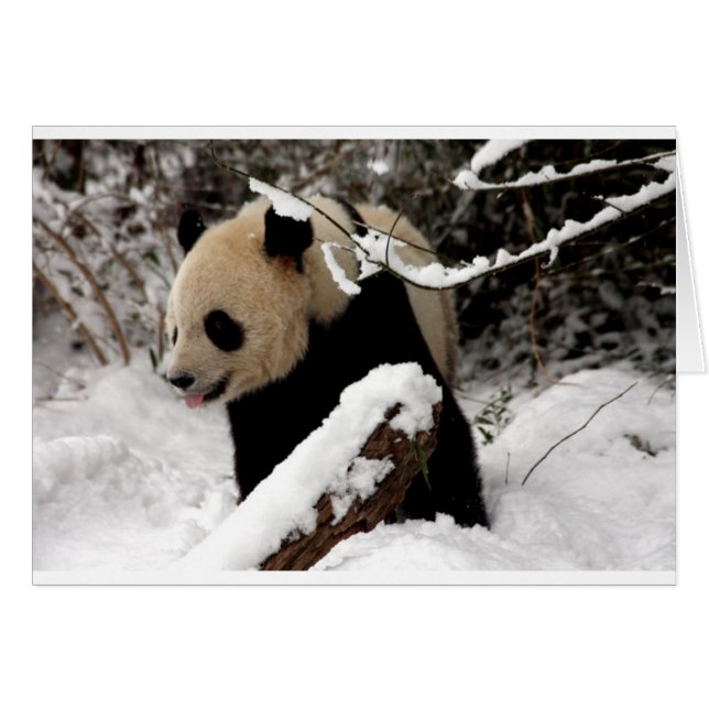 Oso Panda (Anverso (Horizontal))