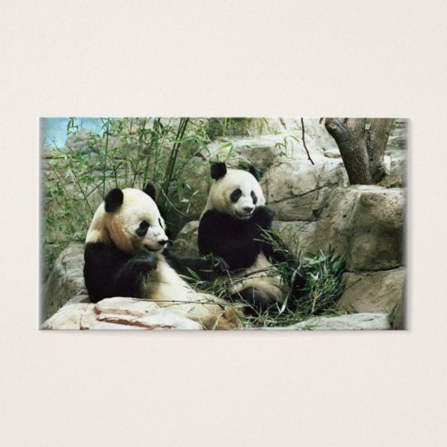 Oso panda comiendo y jugando (Frente)