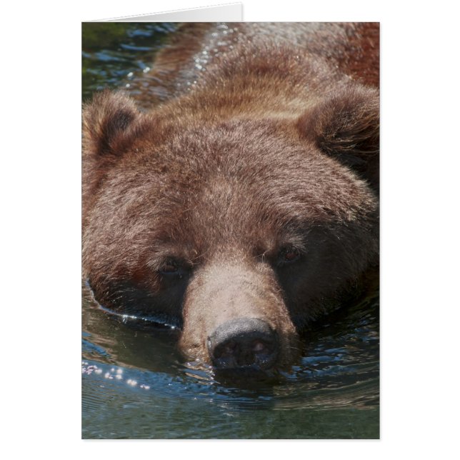 Oso Pardo (Frente)