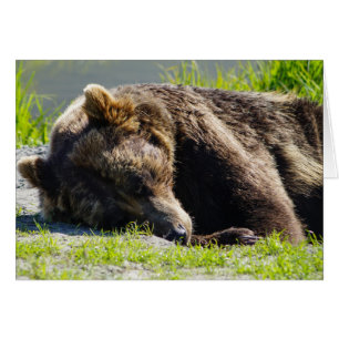 Oso Pardo de Alaska Durmiendo