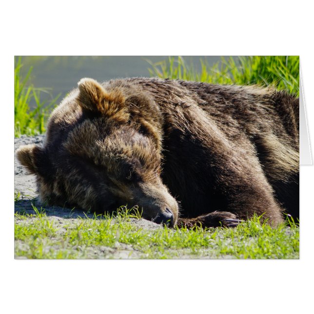 Oso Pardo de Alaska Durmiendo (Anverso (Horizontal))