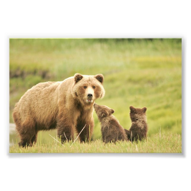 Oso pardo de foto 4x6 (Frente)