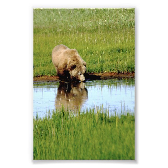 Oso pardo de foto 4x6 (Frente)