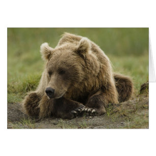 Oso pardo, o oso grizzly costero, Ursus