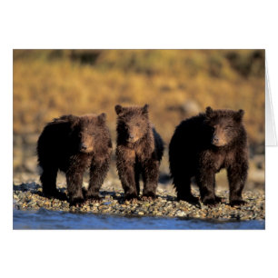 Oso pardo, oso marrón, crías, Katmai Nacional
