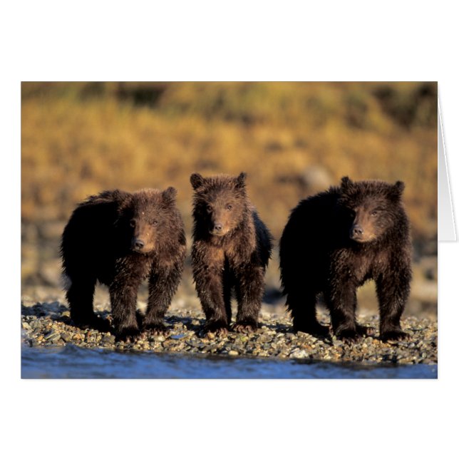 Oso pardo, oso pardo, cachorros, Katmai National (Anverso (Horizontal))
