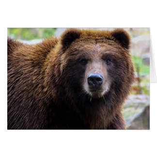 Oso pardo pardo