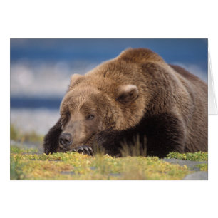 oso pardo, Ursus arctos, oso grizzly, Ursus 8