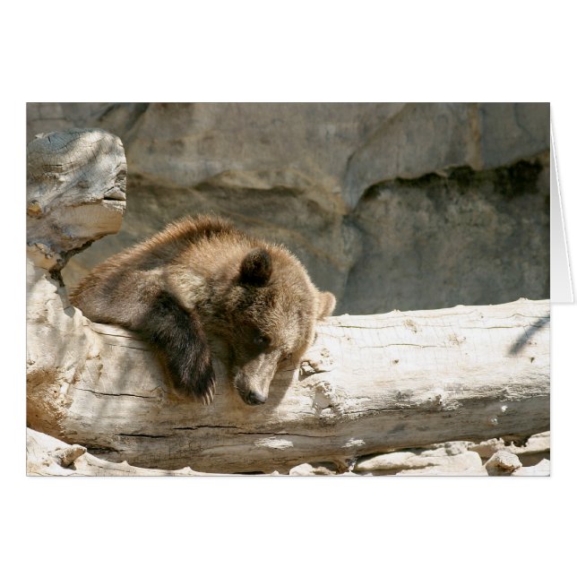 Oso perezoso (Anverso (Horizontal))