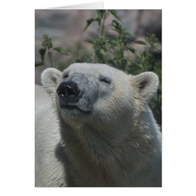 Oso polar (Frente)