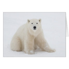 Oso polar