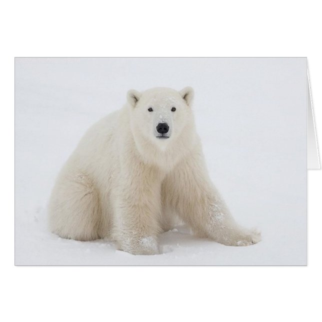 Oso polar (Anverso (Horizontal))