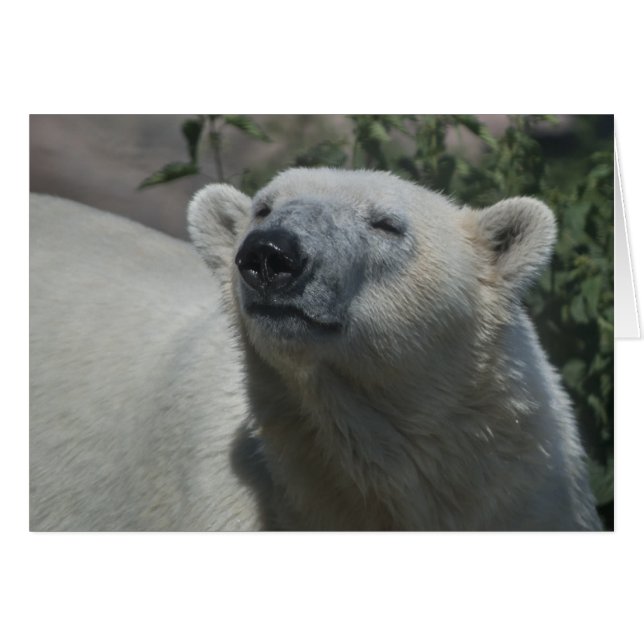 Oso Polar (Anverso (Horizontal))