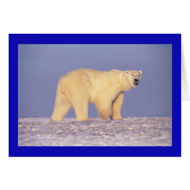 Oso polar (Anverso (Horizontal))
