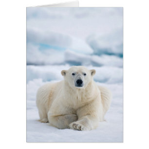 Oso polar adulto en el hielo de verano
