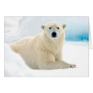 Oso polar adulto gran verraco en el hielo de veran