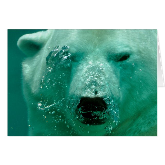 Oso Polar Bajo El Agua (Anverso (Horizontal))