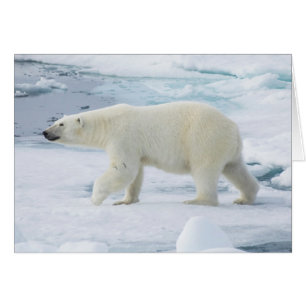 Oso polar caminando, Noruega