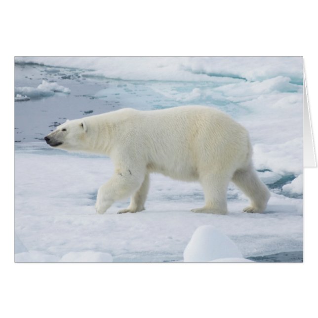 Oso polar caminando, Noruega (Anverso (Horizontal))