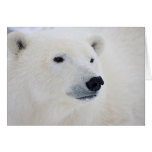 Oso Polar Churchill